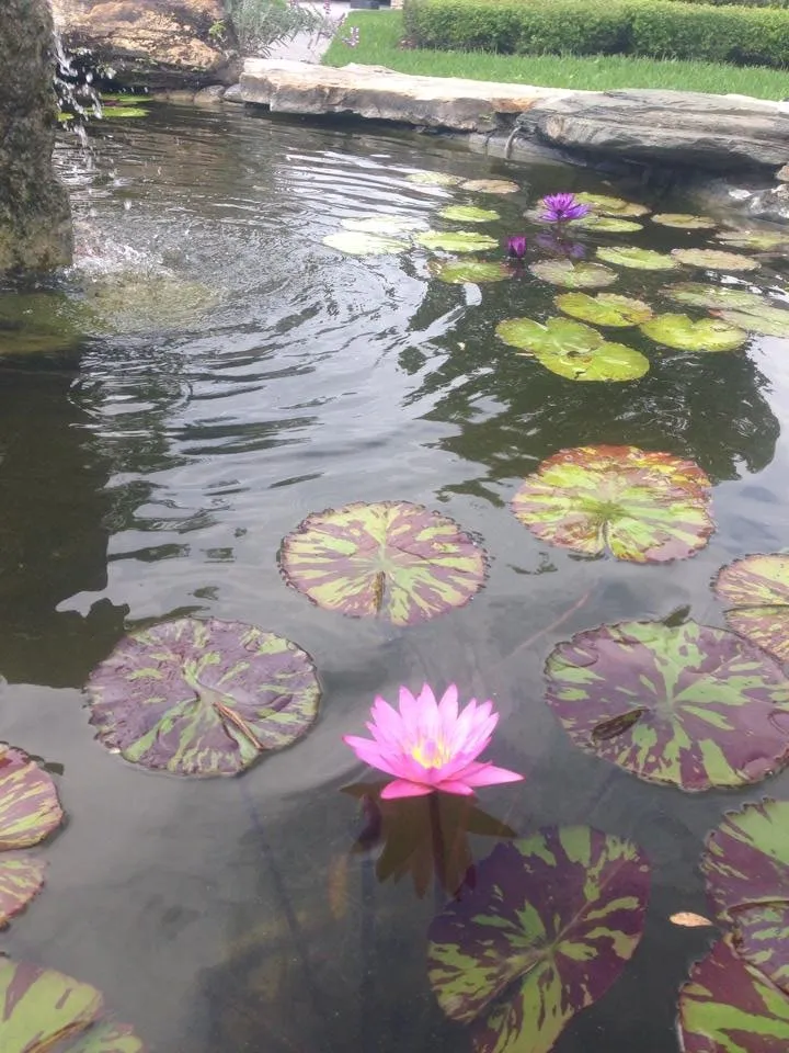 Reliable landscape installation in West Palm Beach, FL - Crystal Waterfalls