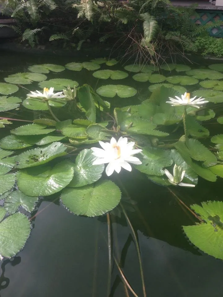 Local yard maintenance experts serving West Palm Beach, FL - Crystal Waterfalls