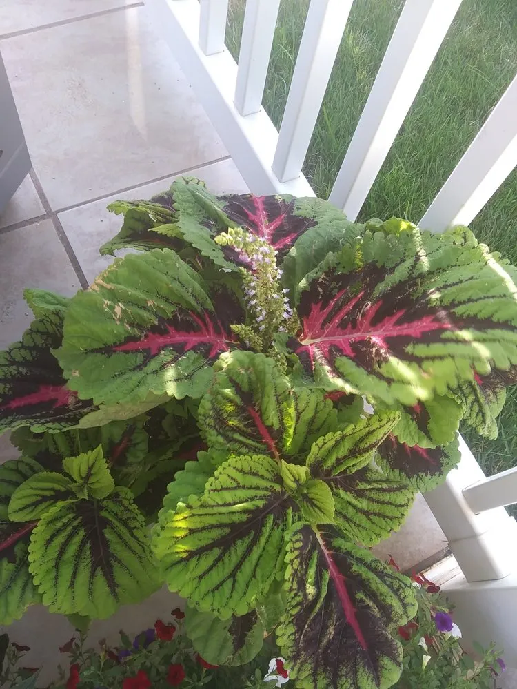 Top-rated landscaping services experts serving Ponca City, OK - Crystals Cleaning