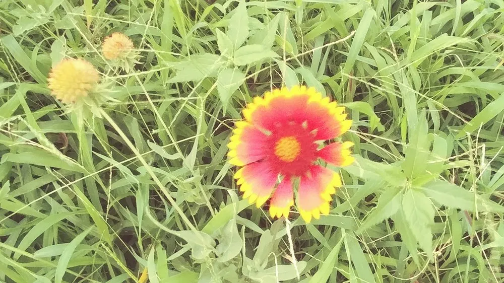 Reliable lawn care service for residential properties in Ponca City, OK by Crystals Cleaning