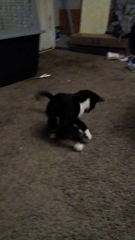 Trusted yard maintenance for year-round maintenance in Ponca City, OK by Crystals Cleaning