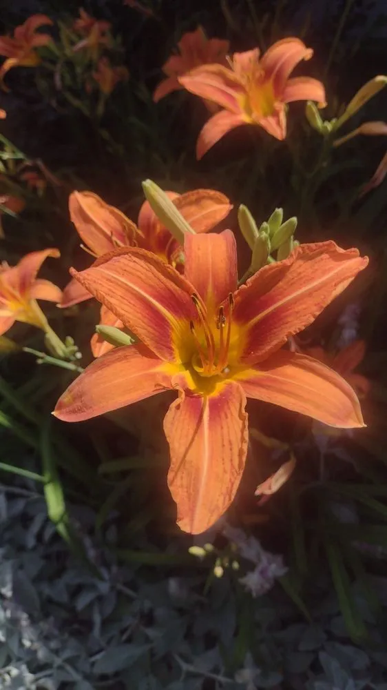 Reliable lawn care service in Ponca City, OK by Crystals Cleaning