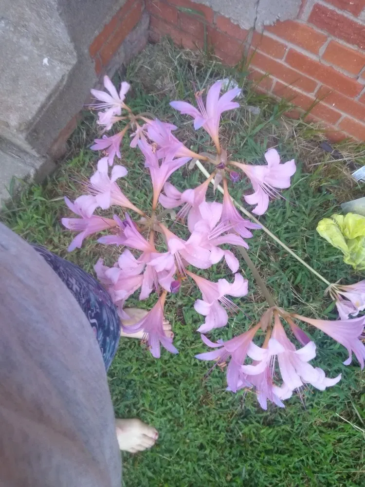 Top-rated landscaping services in Ponca City, OK - Crystals Cleaning