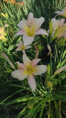 Crystals Cleaning Logo