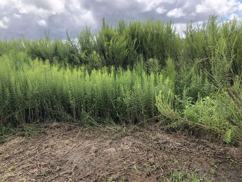 Expert lawn care service experts serving Daphne, AL - C’s Interior & Exterior Floral Design & Landscape