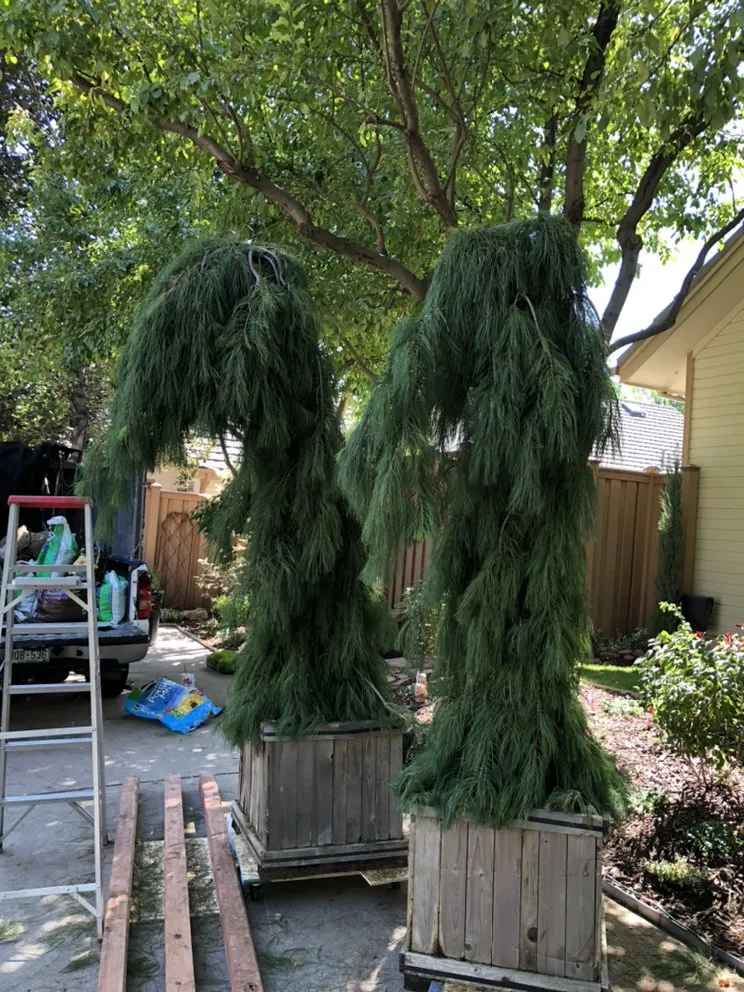 Reliable residential landscaping for beautiful yards in Denver, CO by CS Landscape & Design