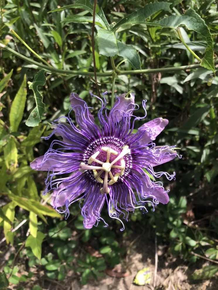 Expert lawn care service in Columbus, GA by C&S Landscape & Property Maintenance