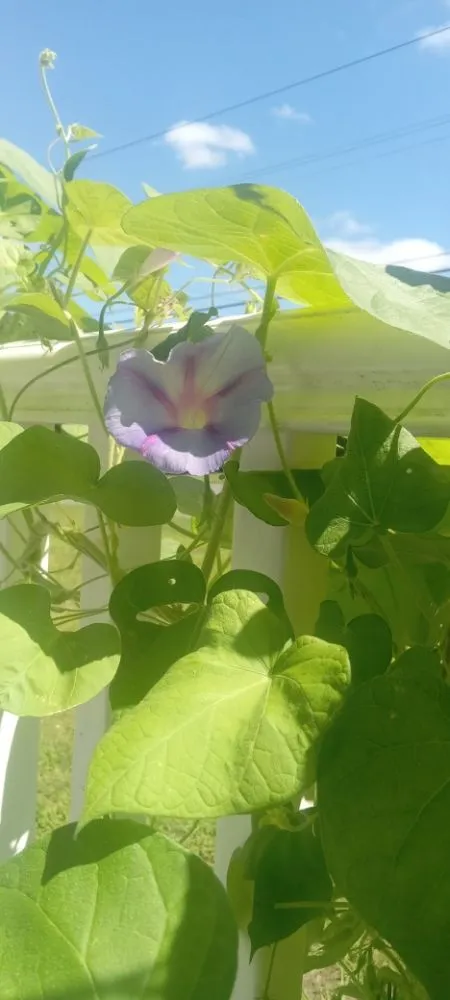 Trusted lawn care service near you across Mastic Beach, NY - C&S landscape and design