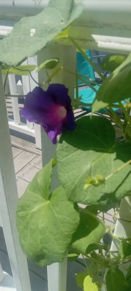 Affordable residential landscaping in Mastic Beach, NY - C&S landscape and design