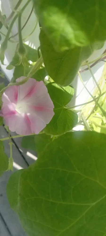 Expert landscape installation in Mastic Beach, NY - C&S landscape and design