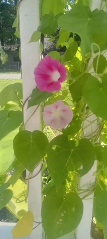 Professional residential landscaping in Mastic Beach, NY by C&S landscape and design