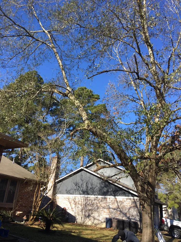 Expert residential landscaping for year-round maintenance across Houston, TX - CS Landscaping & Construction