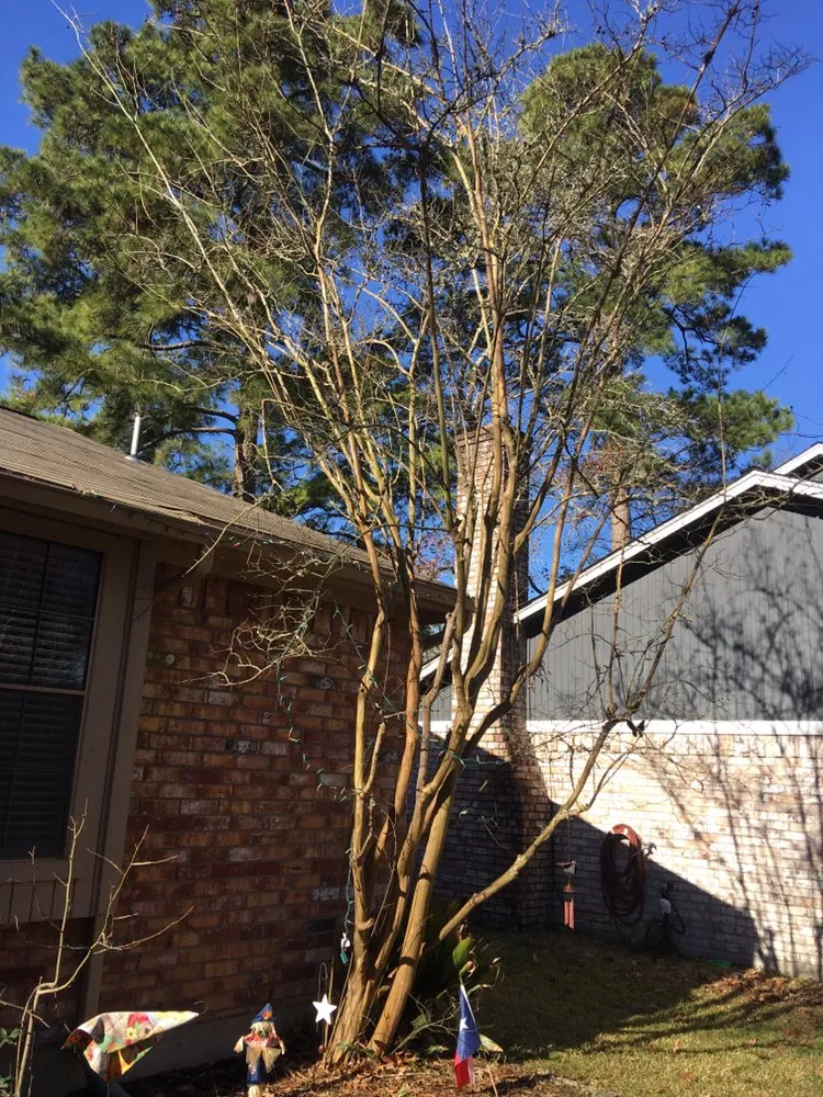 Custom yard maintenance near you across Houston, TX - CS Landscaping & Construction