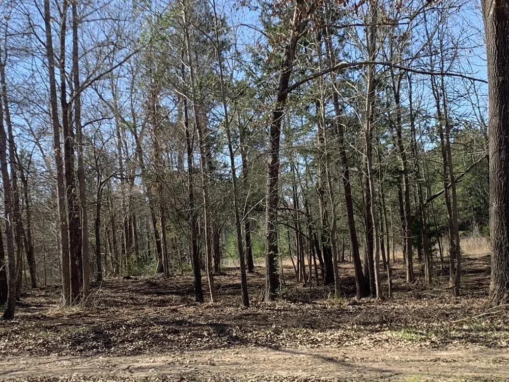 Local lawn care service for year-round maintenance in Nacogdoches, TX by CS Mulching and Lawncare