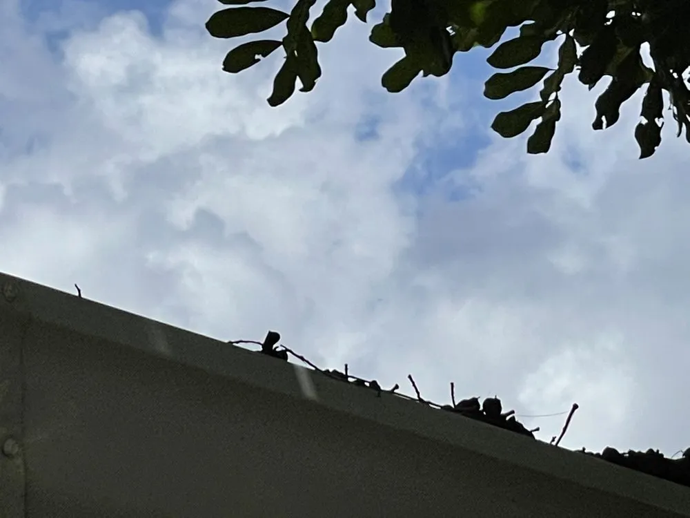 Local yard maintenance in Melbourne, FL - C&S Solutions