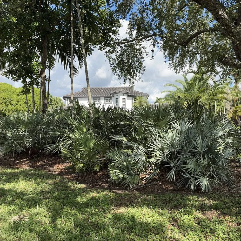 Reliable yard cleanup service in Miami, FL - CSD Tree And Land