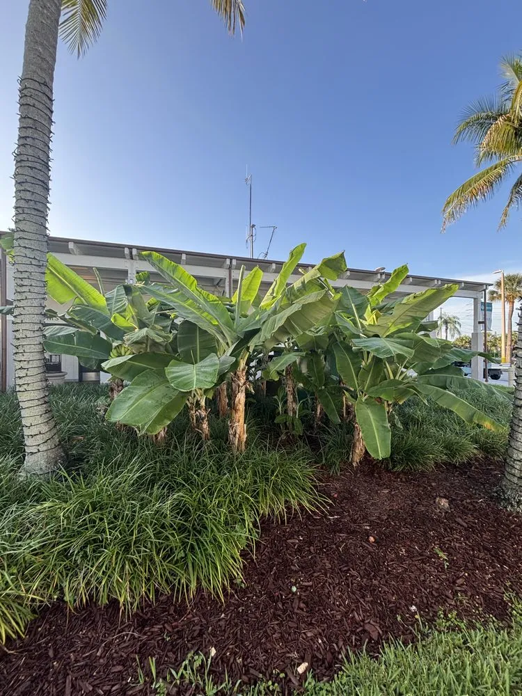 Top-rated lawn care service experts serving Miami, FL - CSD Tree And Land