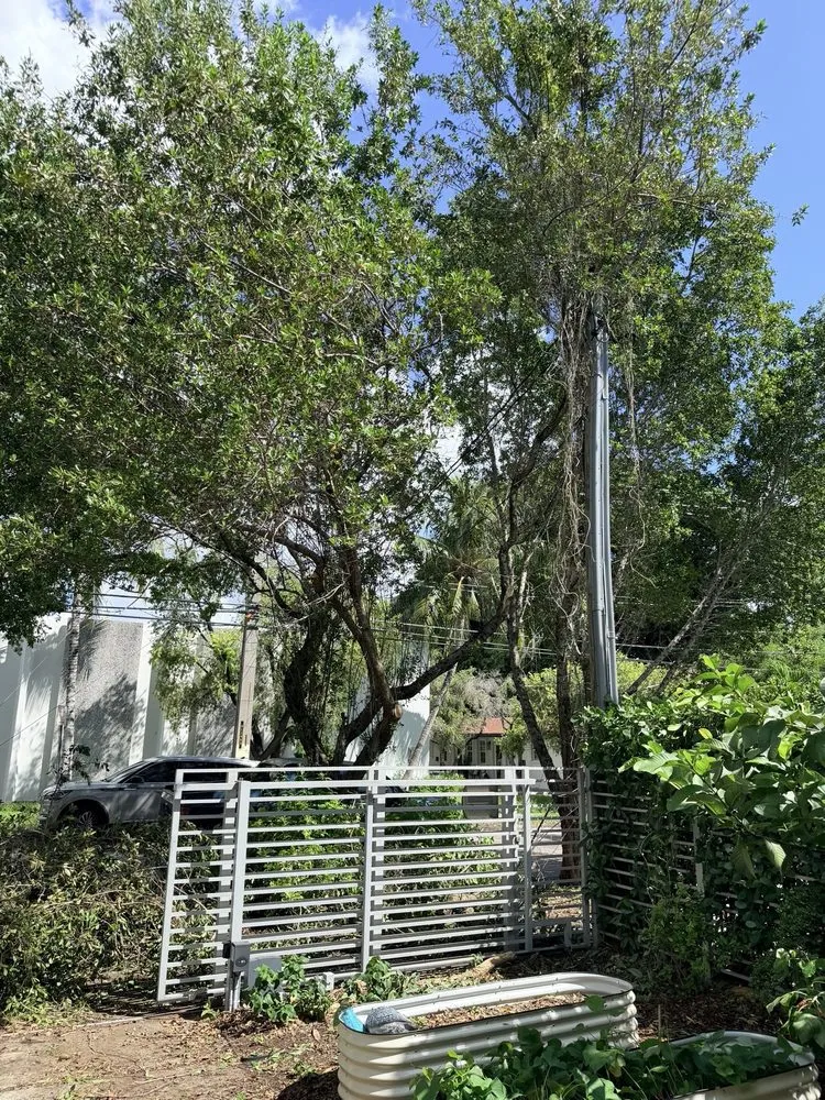 Top-rated lawn care service experts serving Miami, FL - CSD Tree And Land