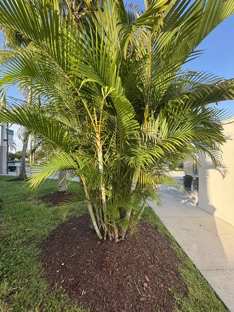 Custom landscape design with custom design in Miami, FL by CSD Tree And Land