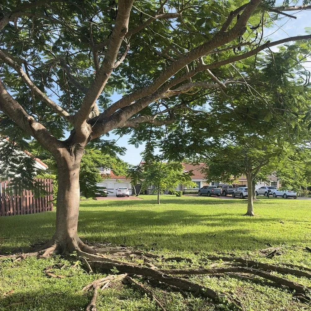 Top-rated landscape installation experts serving Miami, FL - CSD Tree And Land