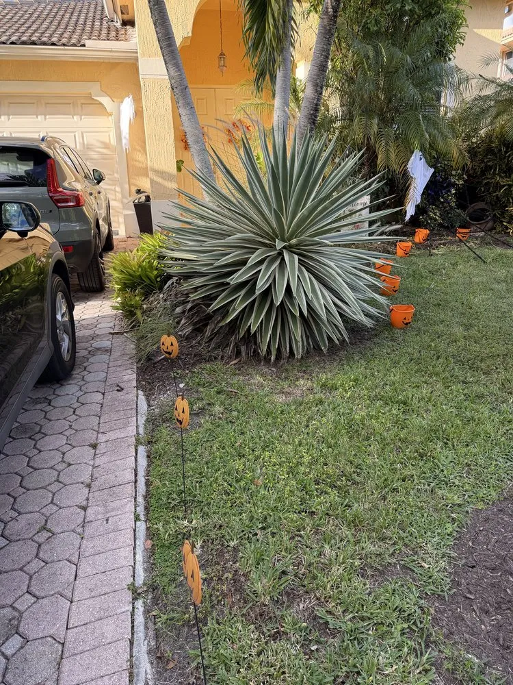 Affordable outdoor landscaping for residential properties across Miami, FL - CSD Tree And Land