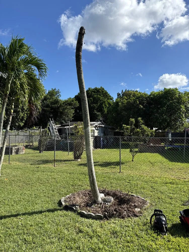 Professional yard cleanup service for homes in Miami, FL by CSD Tree And Land