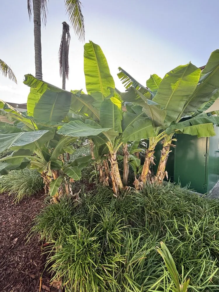 Custom residential landscaping in Miami, FL by CSD Tree And Land