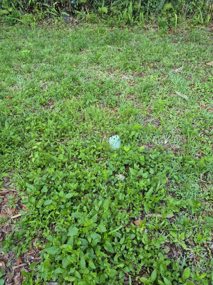 Local yard maintenance in Jacksonville, FL - CSI Florida Landscaping