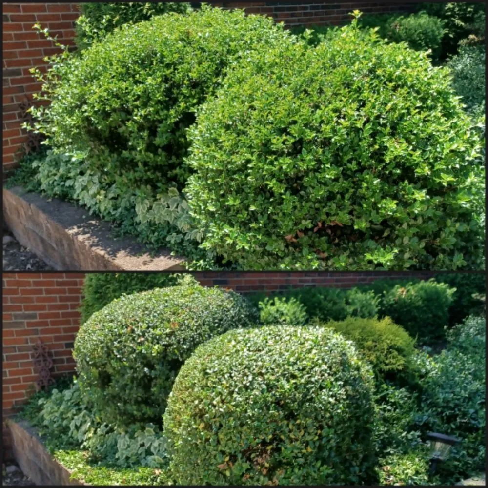 Affordable yard cleanup service for beautiful yards in New Kensington, PA by Cside cuts