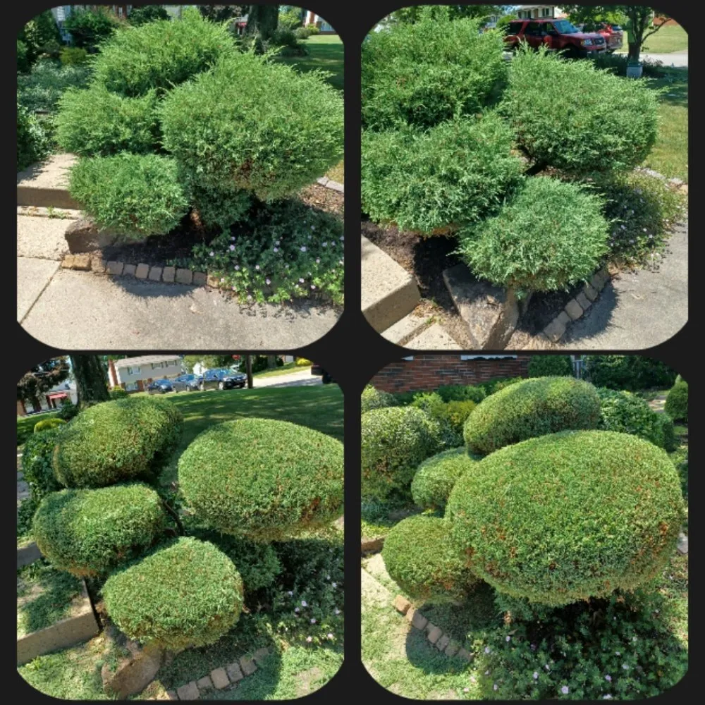 Professional lawn care service for year-round maintenance in New Kensington, PA by Cside cuts