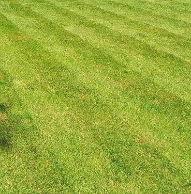 CS&K Lawn Services Logo