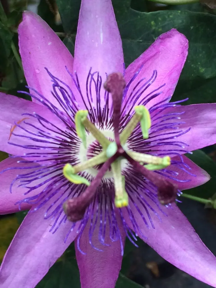 Expert landscaping services in Bethany, CT - CT GardenScapes