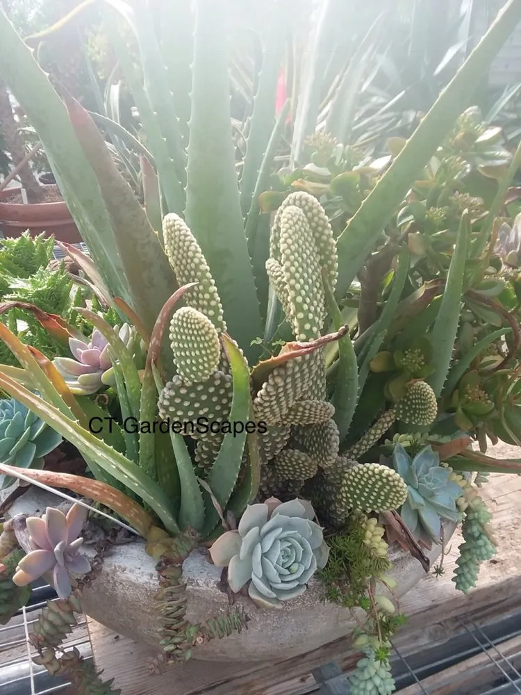 Expert landscape design experts serving Bethany, CT - CT GardenScapes