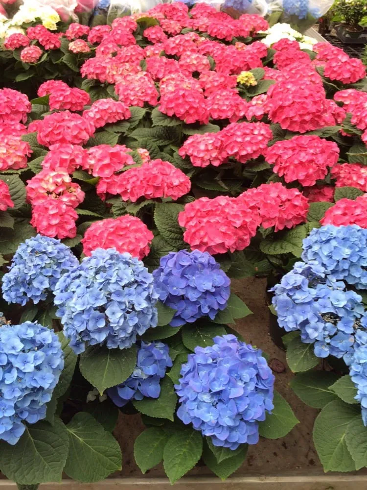 Reliable garden landscaping for residential properties across Bethany, CT - CT GardenScapes