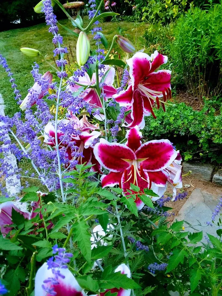 Top-rated landscape design in Bethany, CT - CT GardenScapes