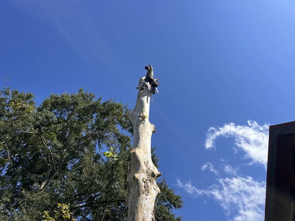 Expert landscaping services for beautiful yards across Albany, GA - CT Maintenance and Landscaping