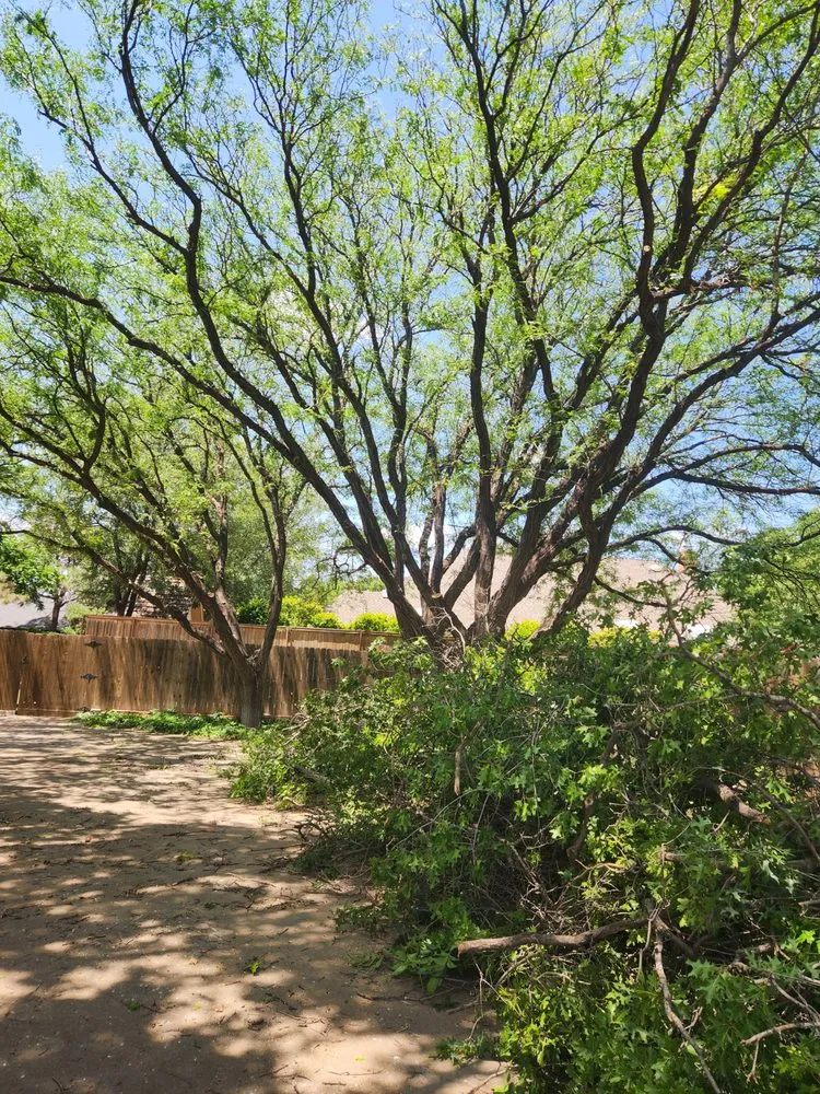 Top-rated yard maintenance in Amarillo, TX - C&T Tree and Landscape