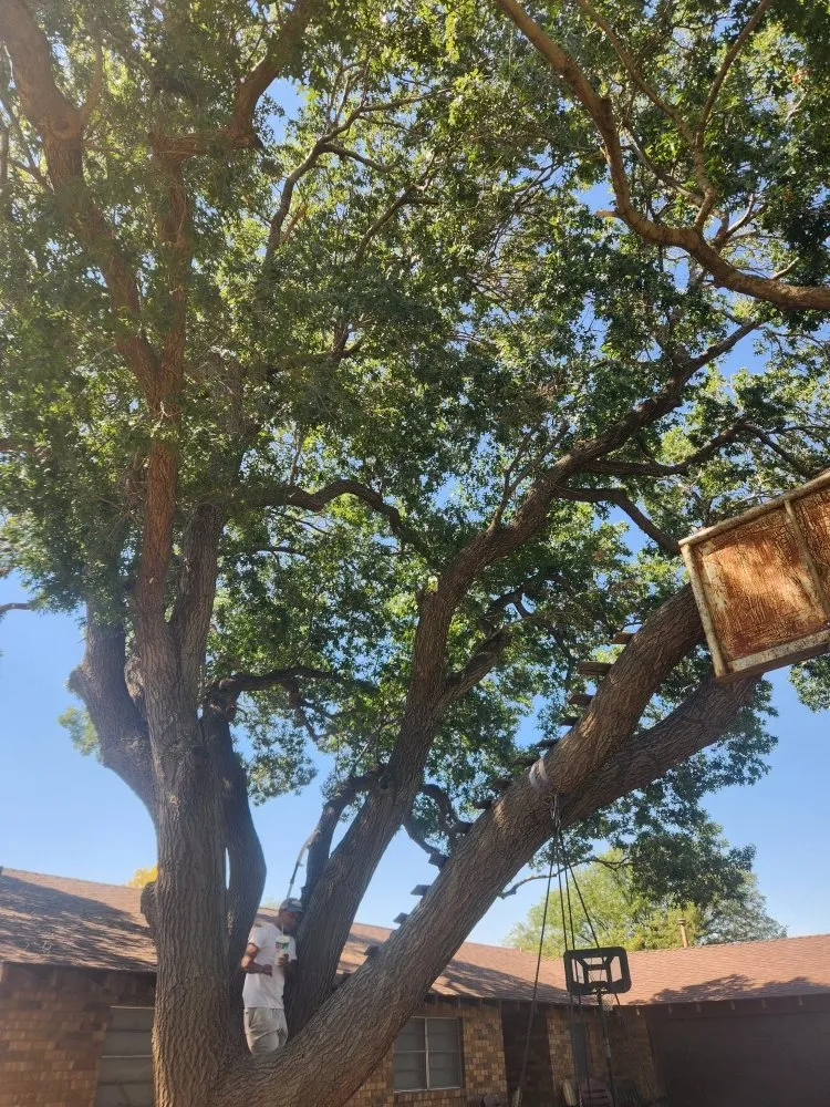 Local yard maintenance for residential properties in Amarillo, TX by C&T Tree and Landscape