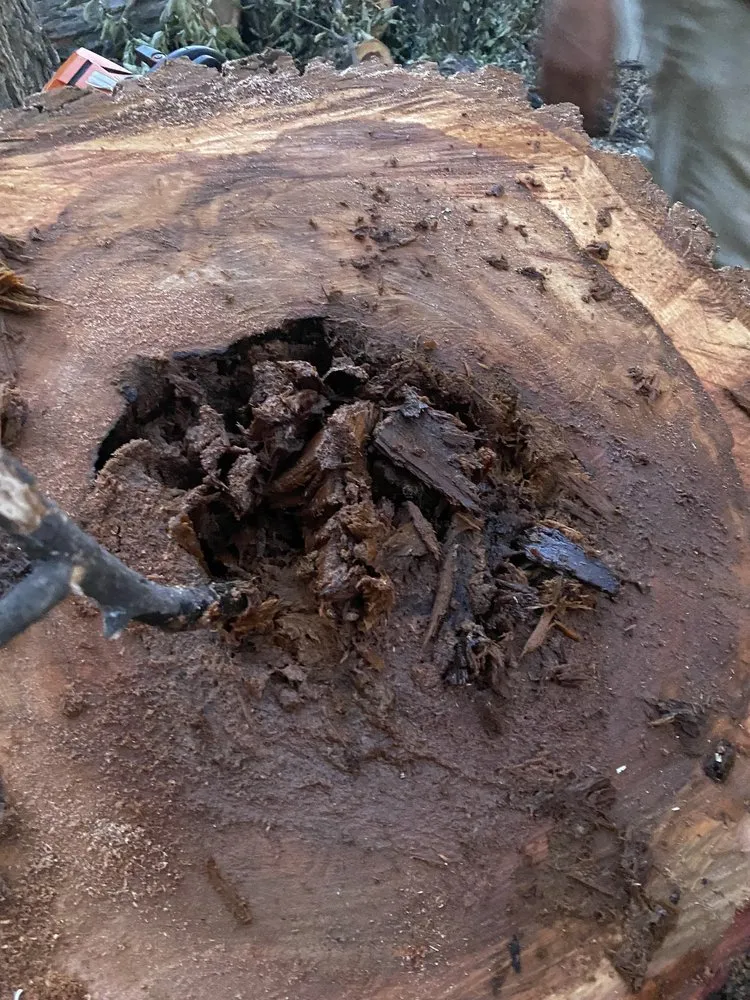 Affordable yard maintenance experts serving Amarillo, TX - C&T Tree and Landscape