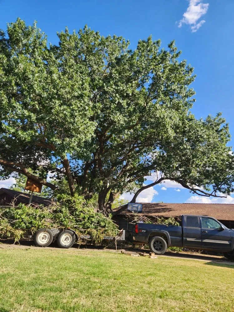 Trusted yard cleanup service in Amarillo, TX - C&T Tree and Landscape