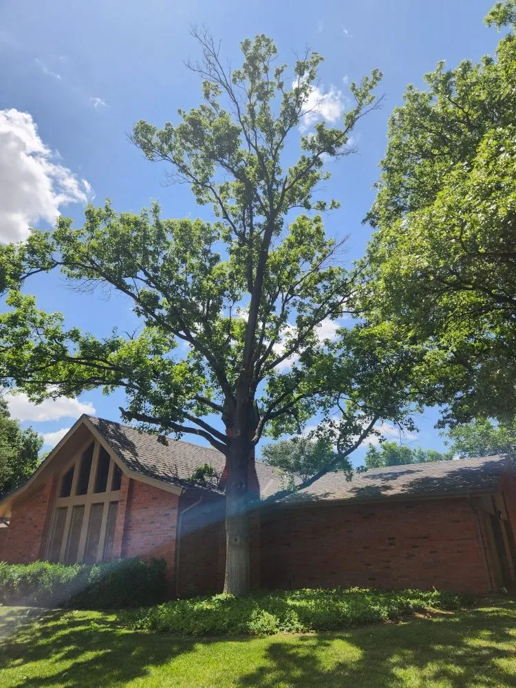 Trusted yard maintenance near you in Amarillo, TX by C&T Tree and Landscape