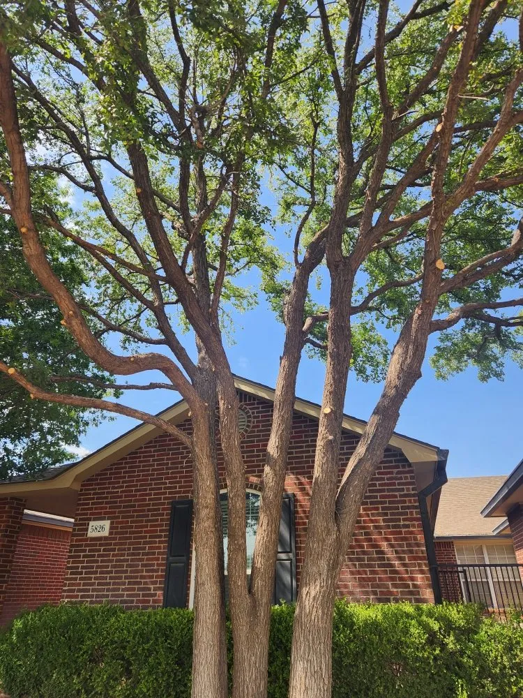 Reliable yard cleanup service in Amarillo, TX - C&T Tree and Landscape