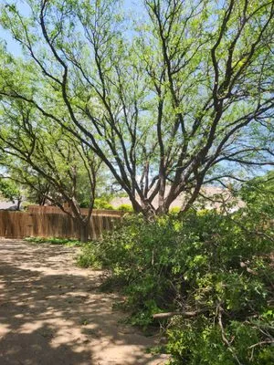 C&T Tree and Landscape Logo