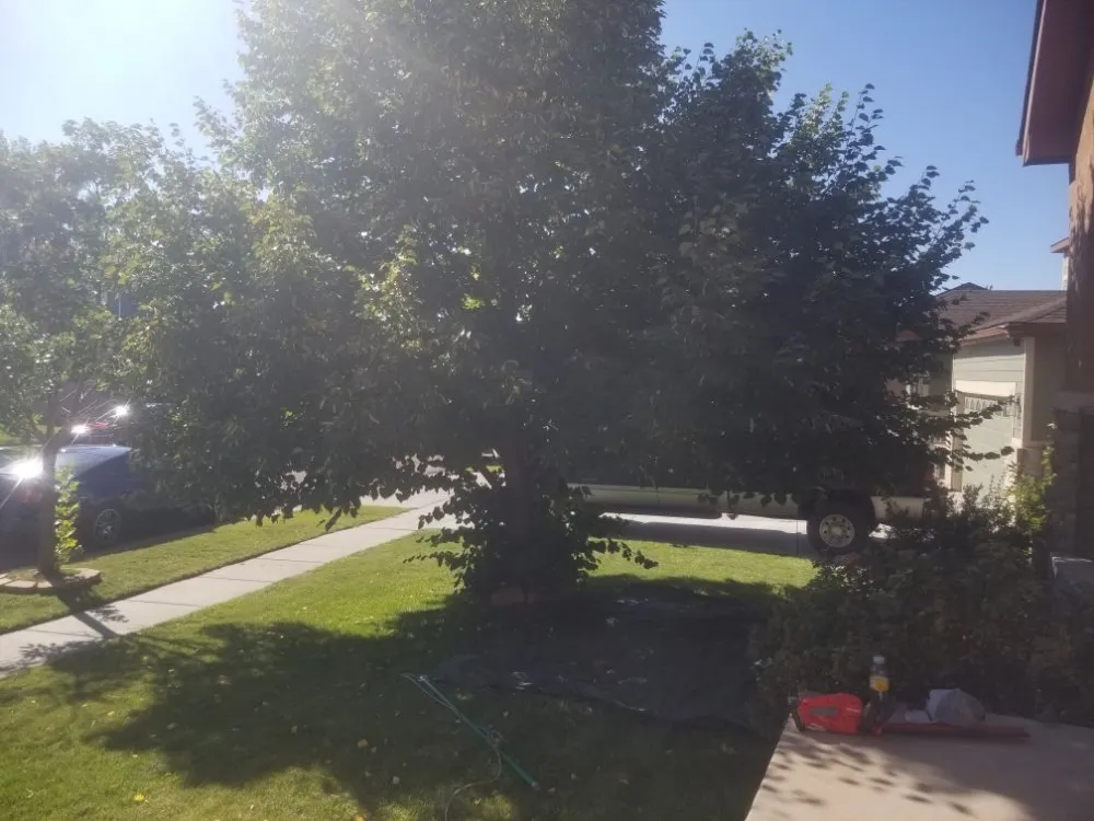 Top-rated landscaping services in Colorado Springs, CO - CTC Yard Service