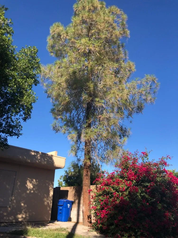 Custom lawn care service experts serving Scottsdale, AZ - CTL Landscaping And Tree Removal