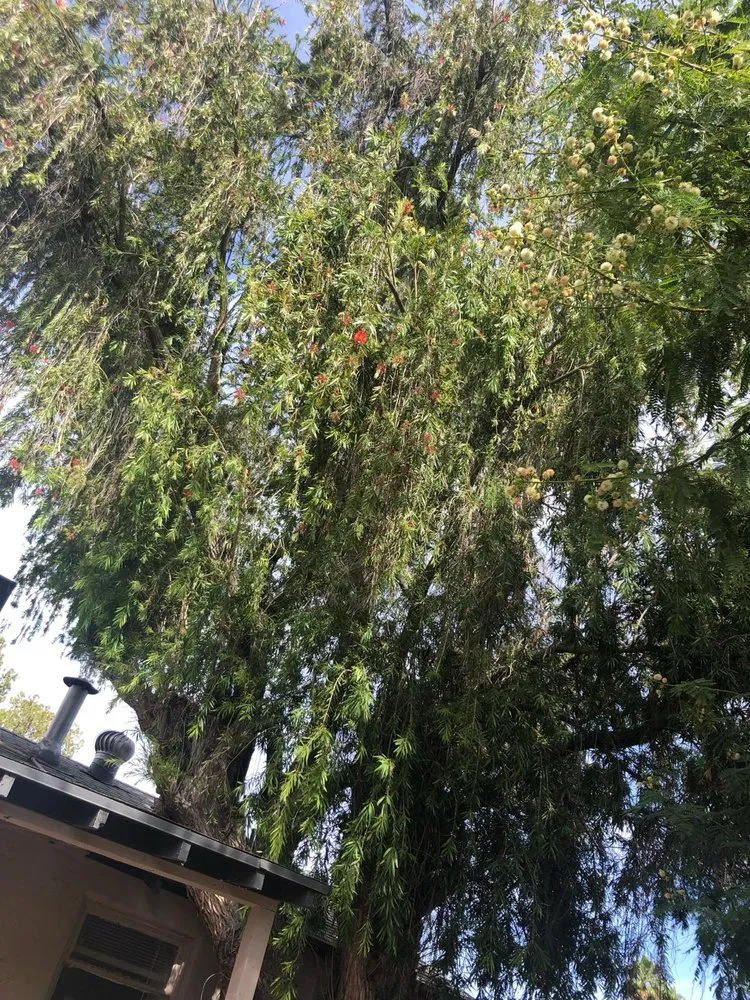 Trusted landscaping services experts serving Scottsdale, AZ - CTL Landscaping And Tree Removal