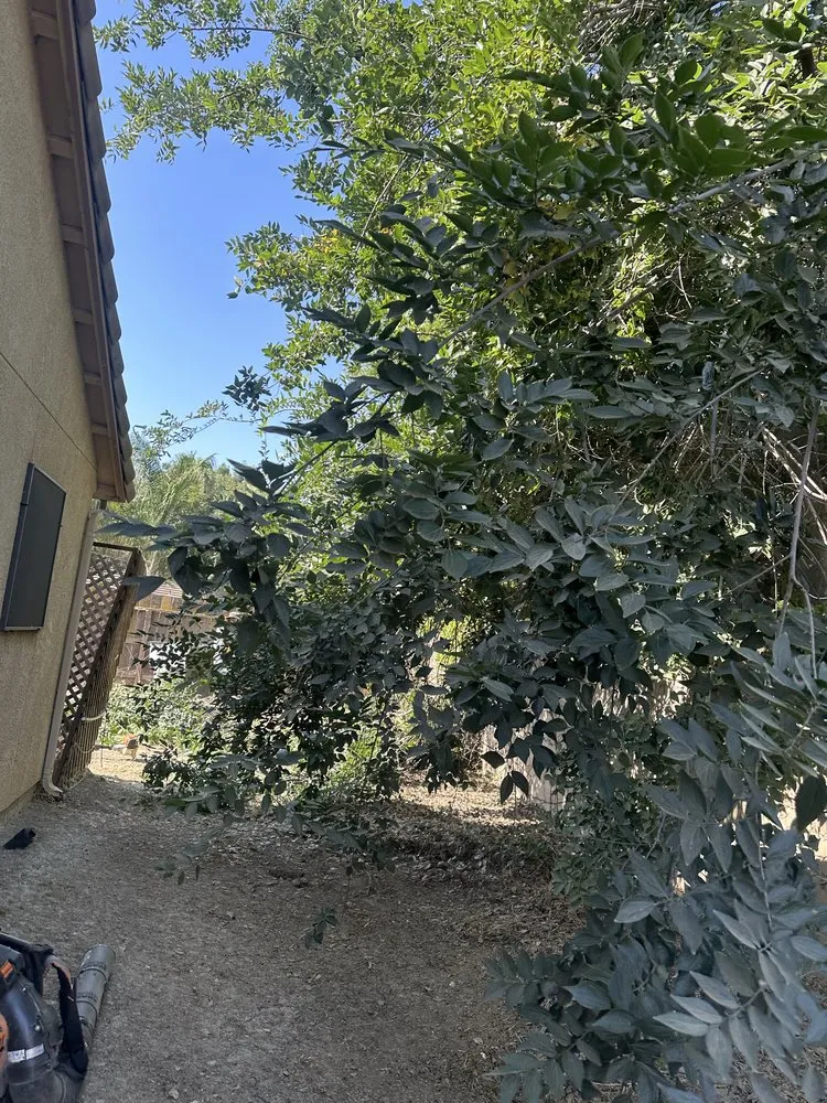 Expert yard maintenance for beautiful yards in Visalia, CA by Cuellar’s Lawn Service