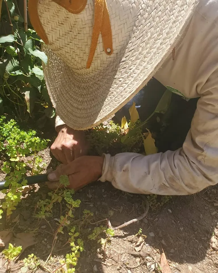 Trusted landscaping services in San Jose, CA by Cuenca Landscaping