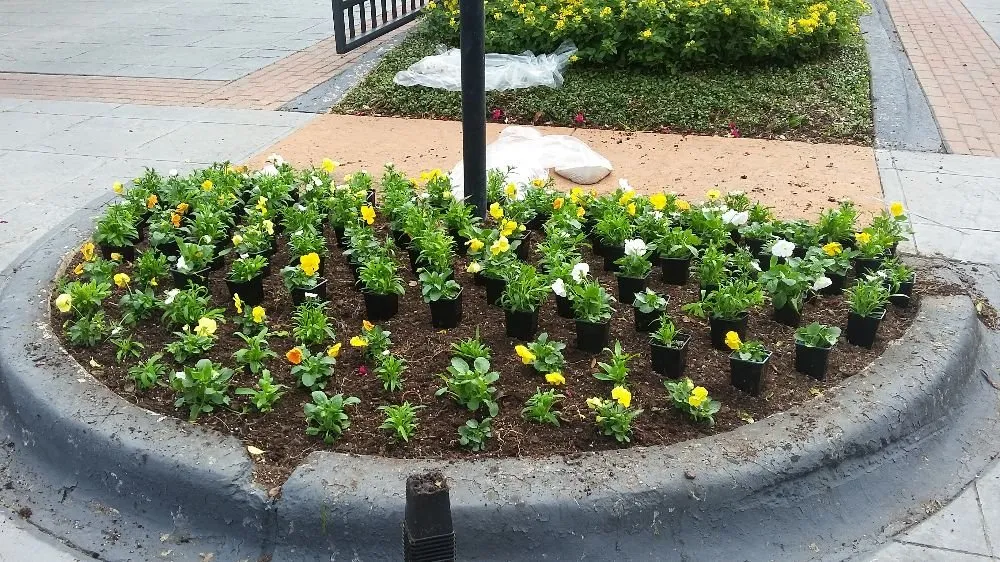 Affordable landscape installation in Dallas, TX by Cuevas Landscaping & Concrete