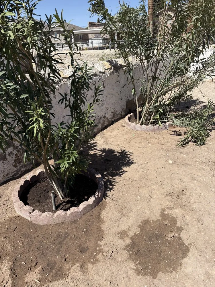 Reliable yard cleanup service in Horizon City, TX by Cuevas Landscaping